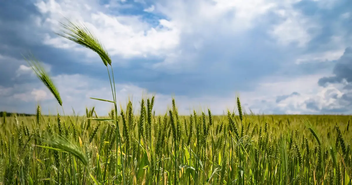 Kornmark og blå himmel