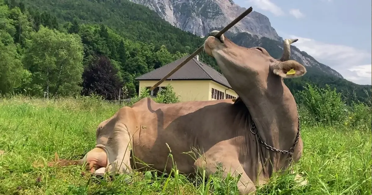 Ko, der klør sig med redskab