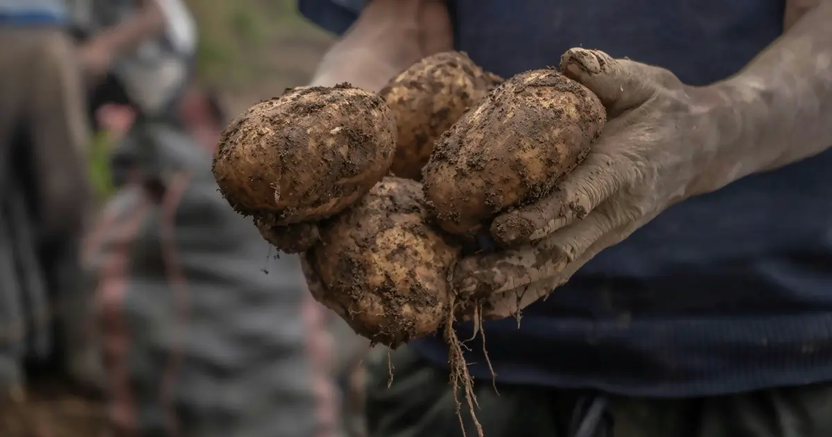 Kartoflerhøst